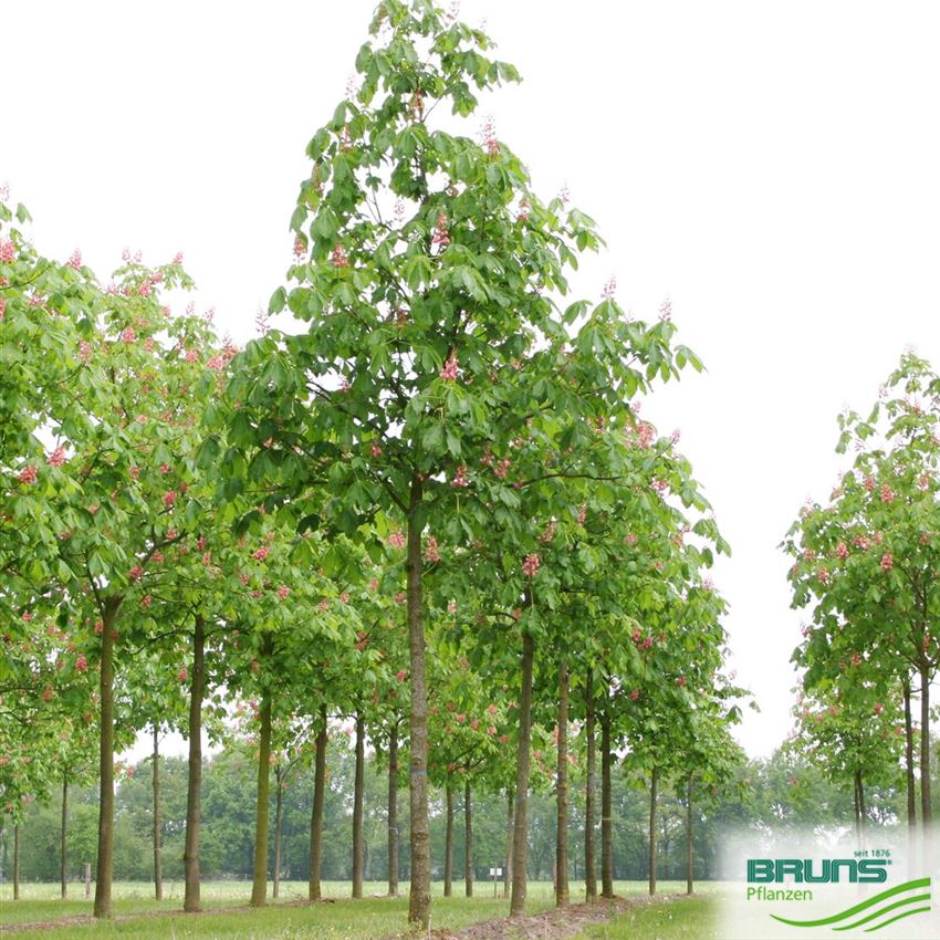 Aesculus carnea Briotii