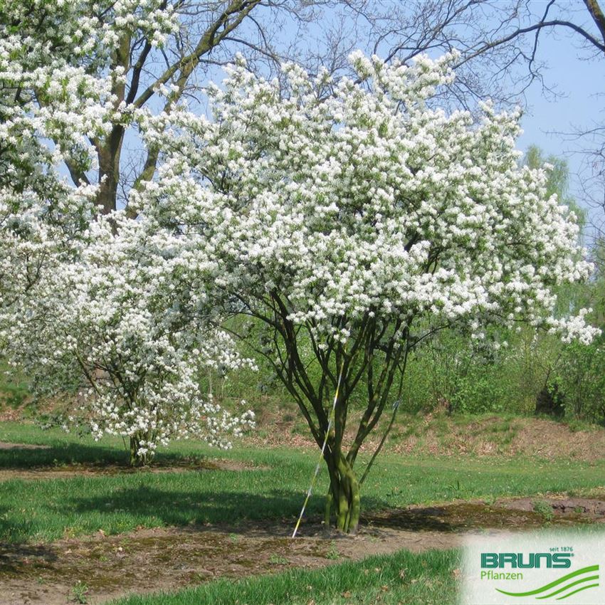 Amelanchier lamarckii