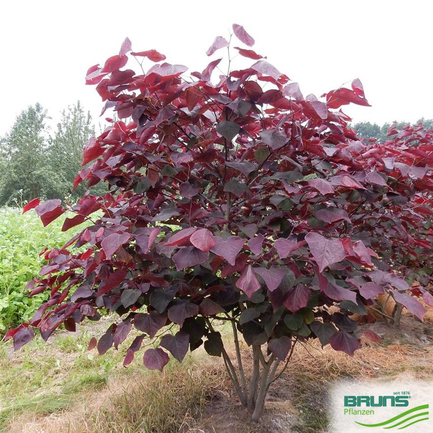 Cercis canadensis Forest Pansy