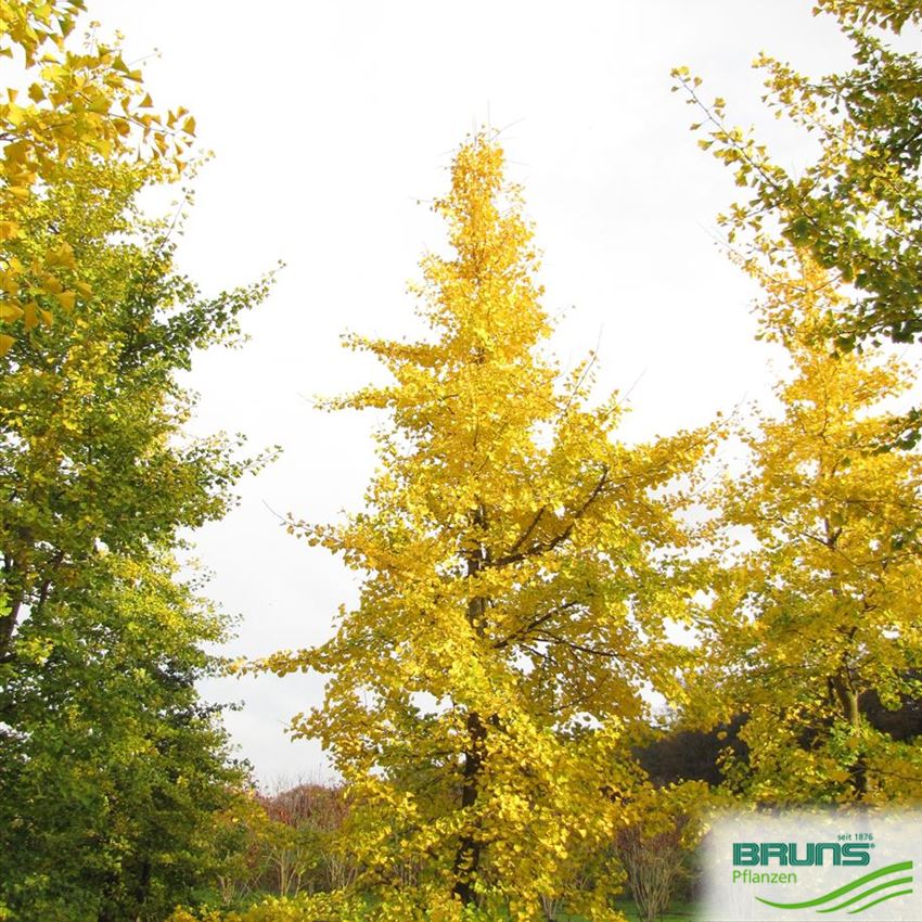 Ginkgo biloba