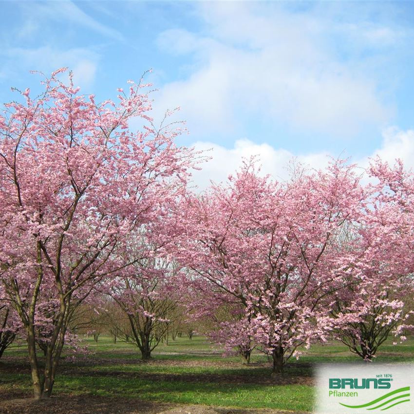 Prunus subhirtella Accolade