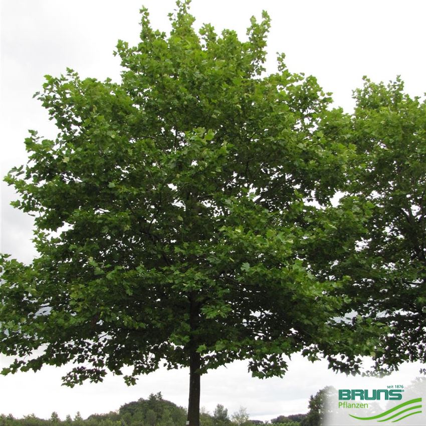 Platanus acerifolia
