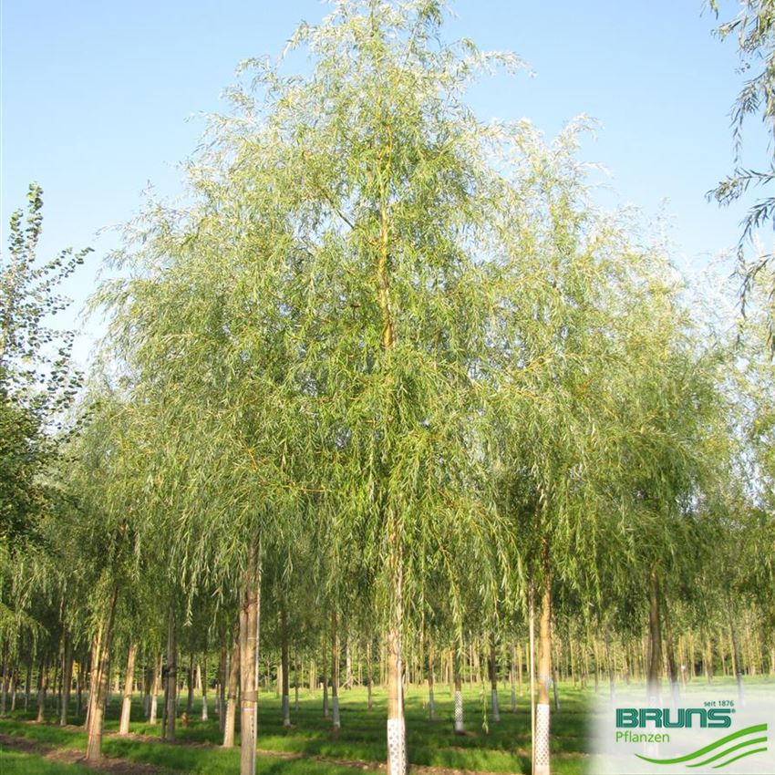 Salix alba Tristis