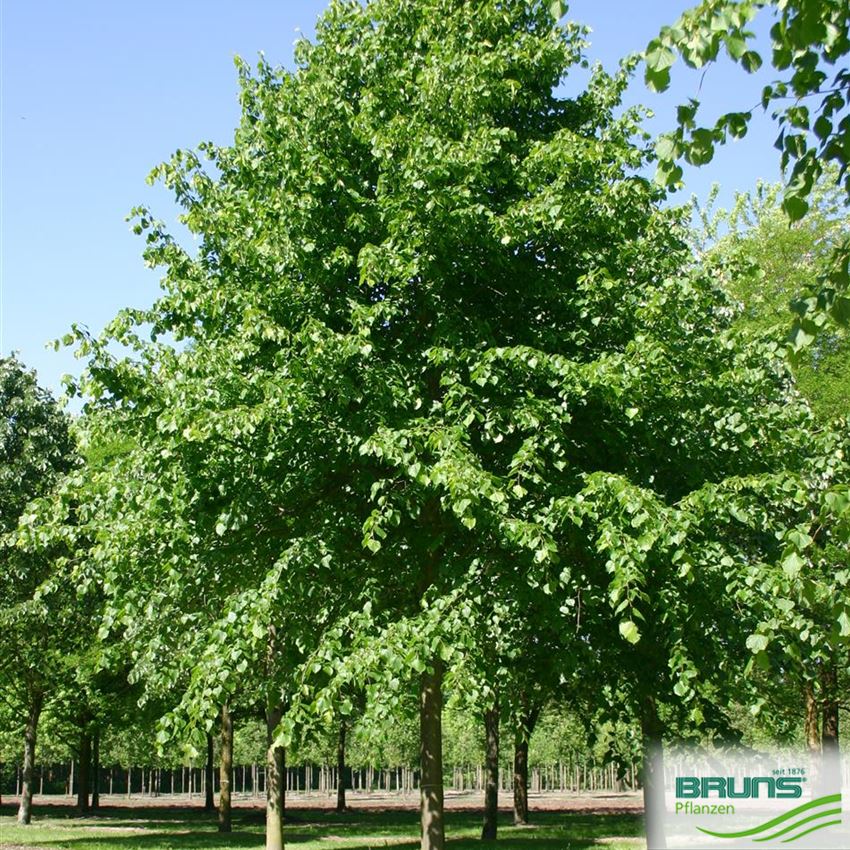 Tilia cordata Greenspire
