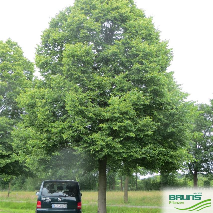 Tilia cordata