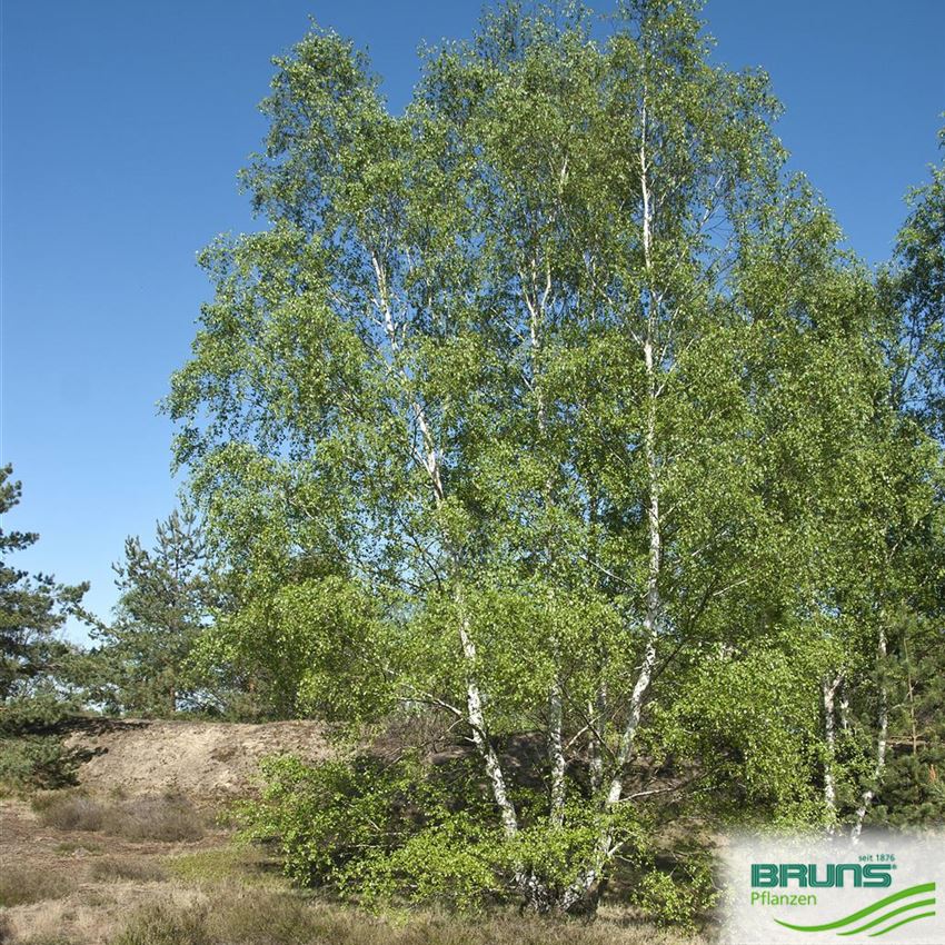 Betula pendula