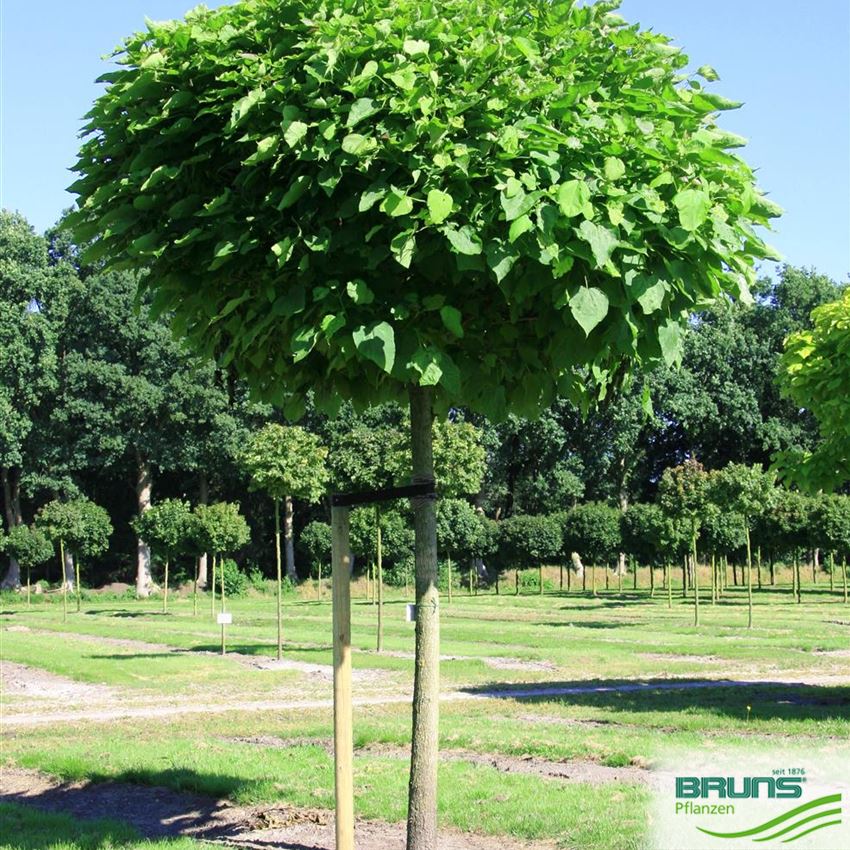 Catalpa bignonioides `Nana´