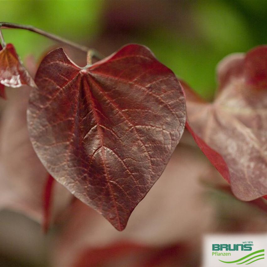 Cercis canadensis Forest Pansy